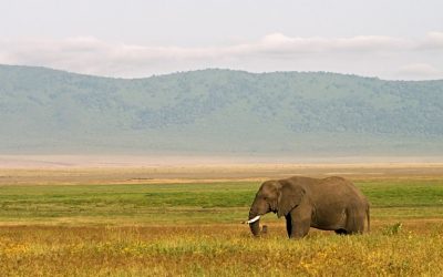 Tanzania: Analysis of Right to Information Bill